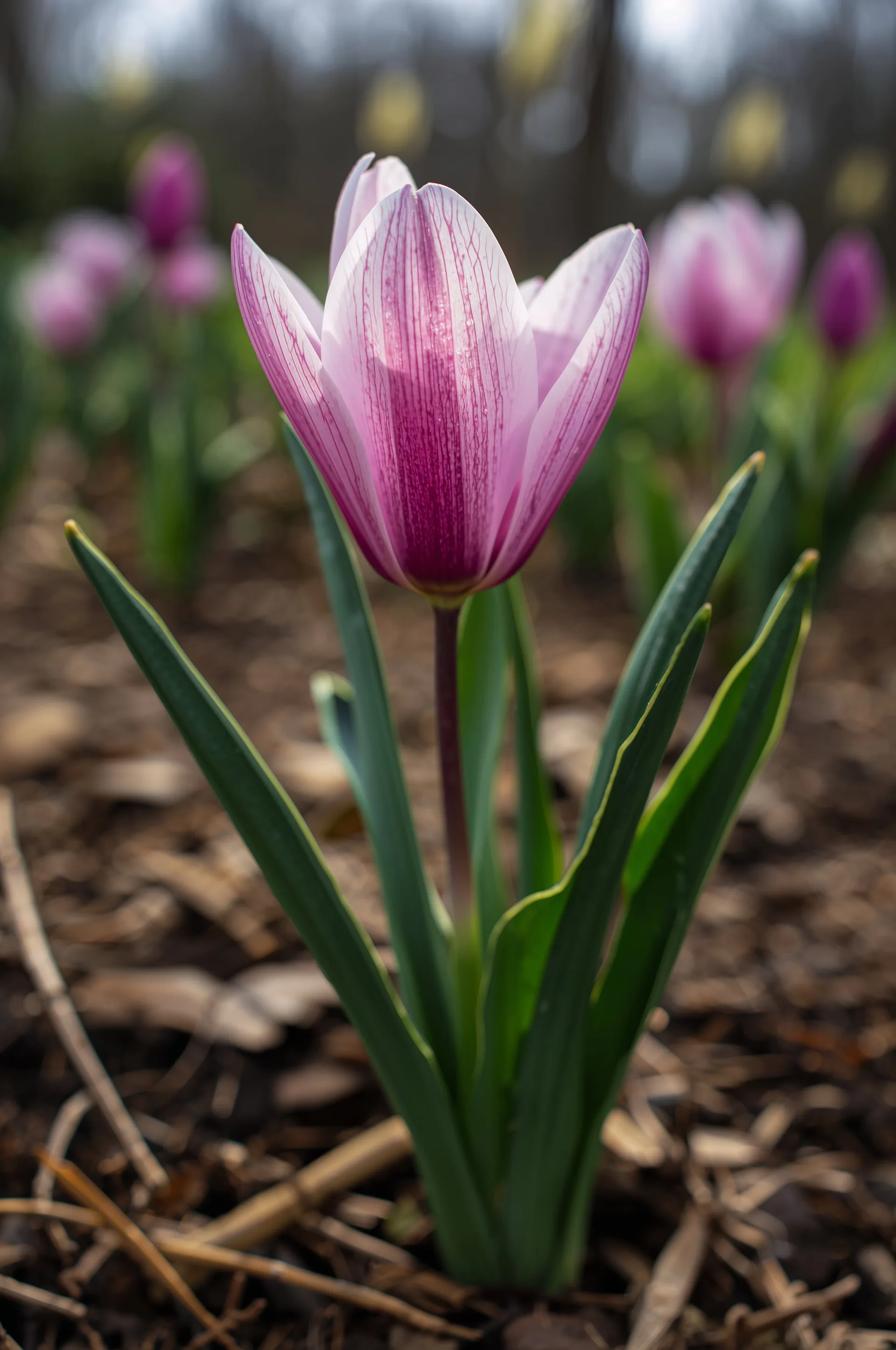 Garden blooms